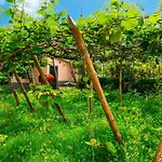 Os Ferreirinhos, A In Madeira * סאו ז'ורז'