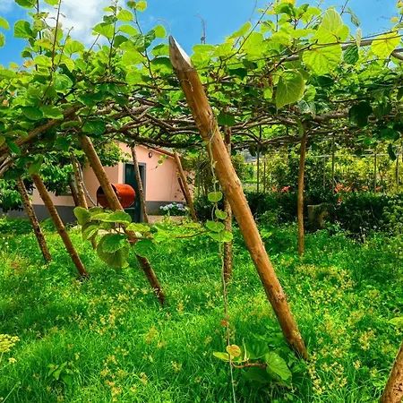 Os Ferreirinhos, A In Madeira * São Jorge