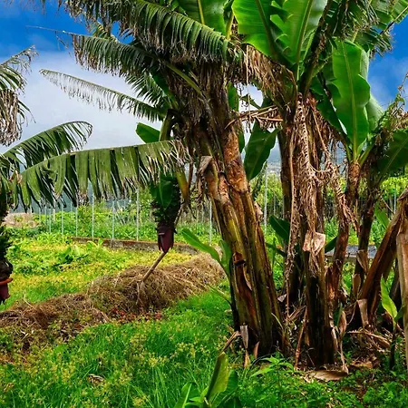 Vakantiehuis Os Ferreirinhos, A In Madeira