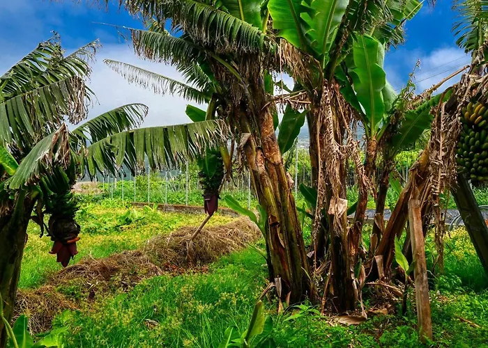 Дом отдыха Os Ferreirinhos, A In Madeira